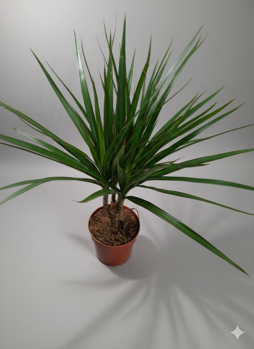 Dracena