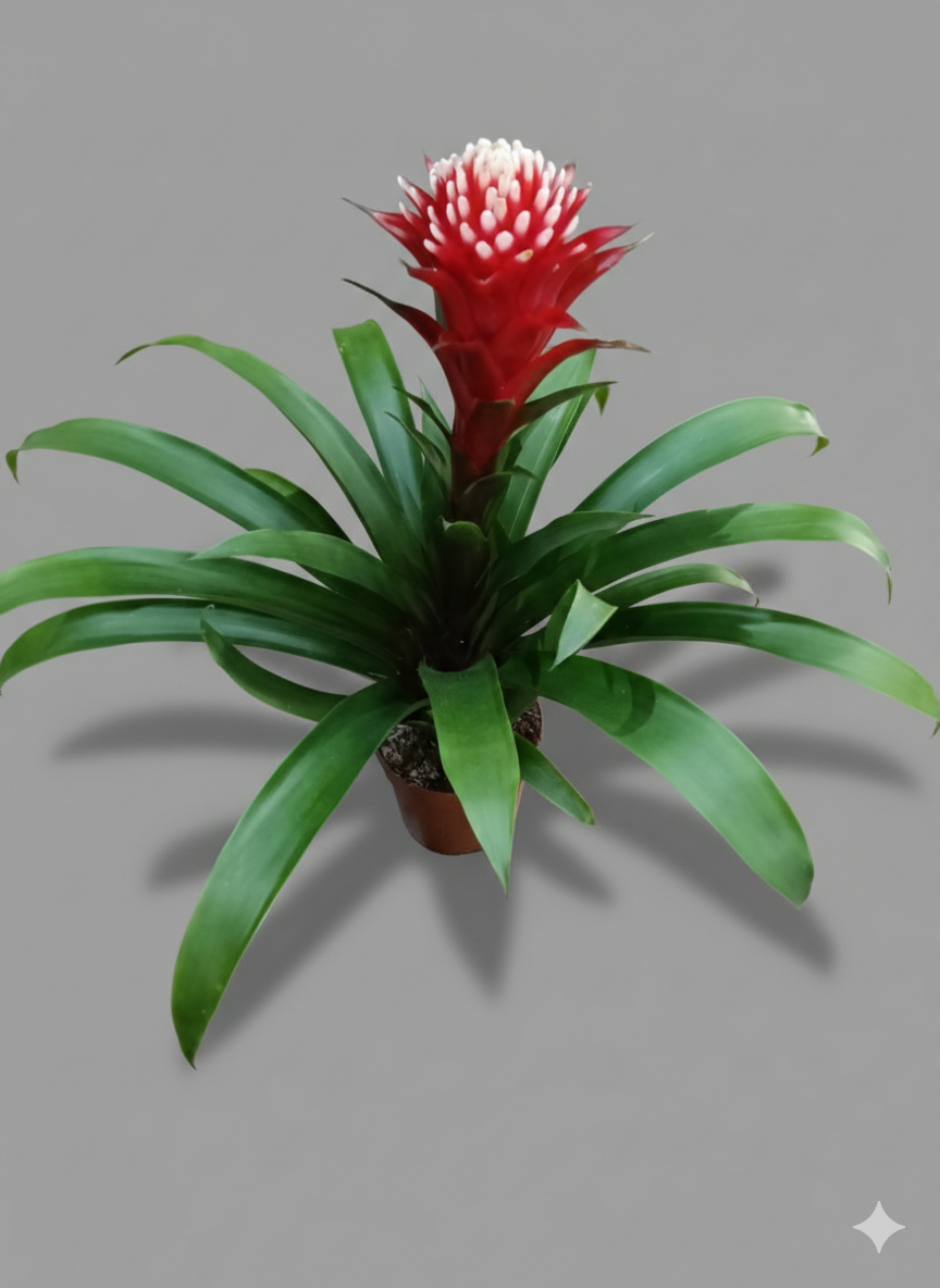 Guzmania