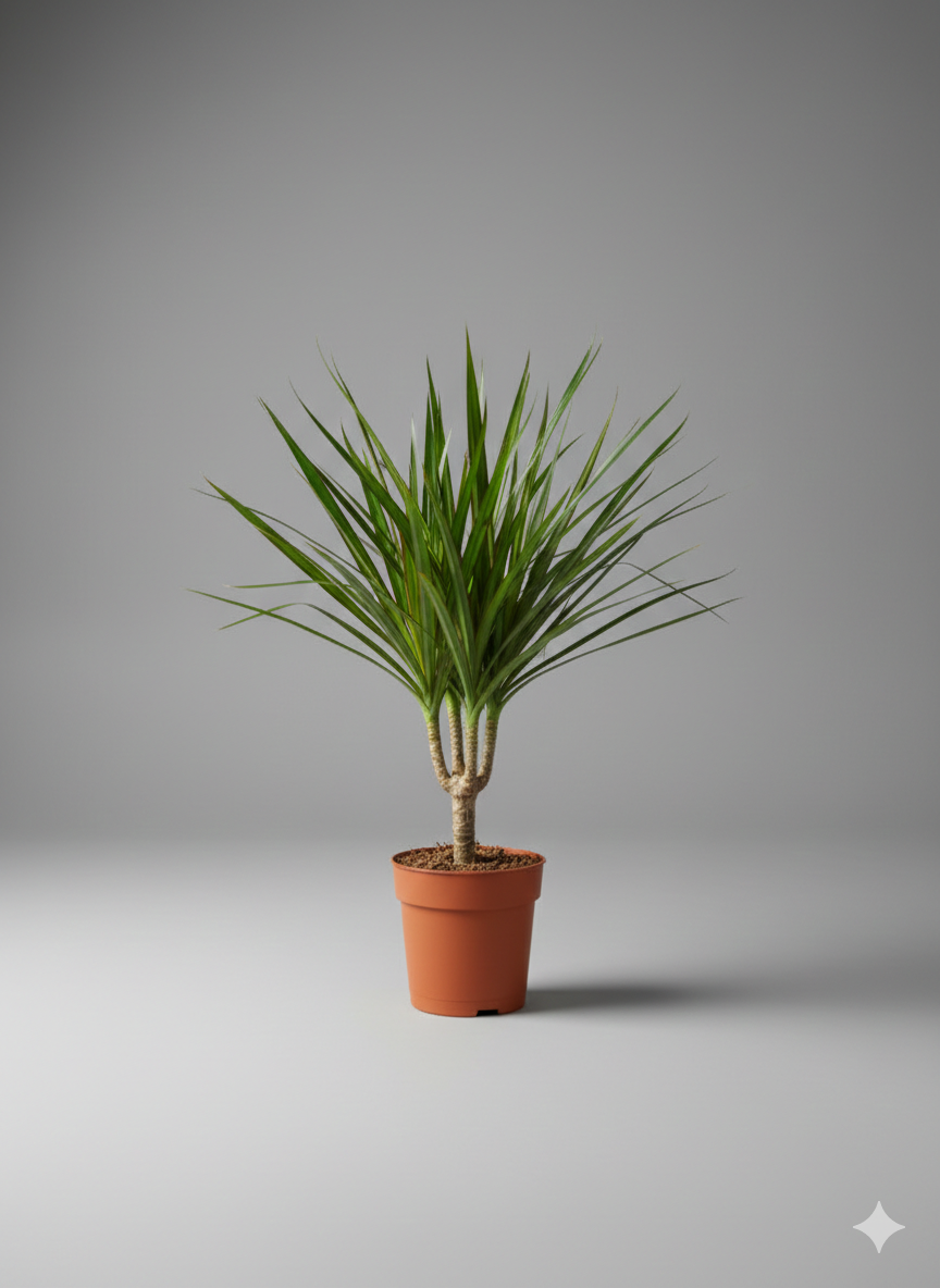 Dracena