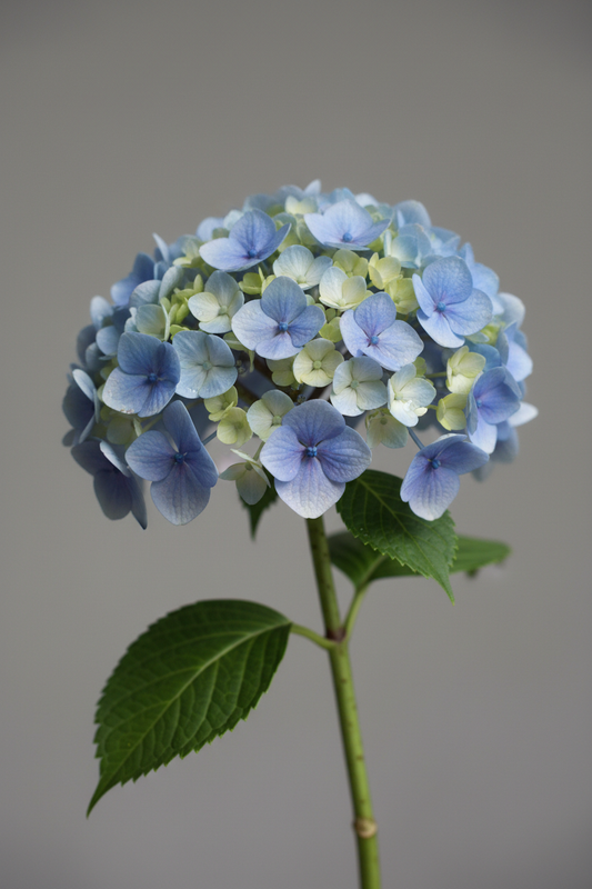 Hortensie albastră - fundal gri